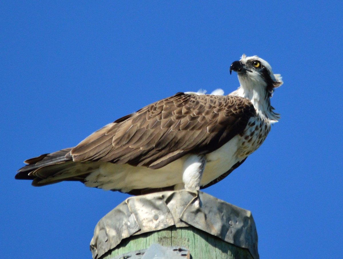 osprey head